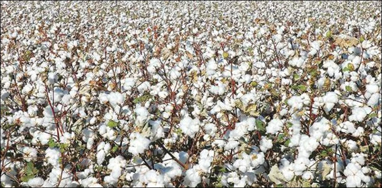 punjab cotton crop