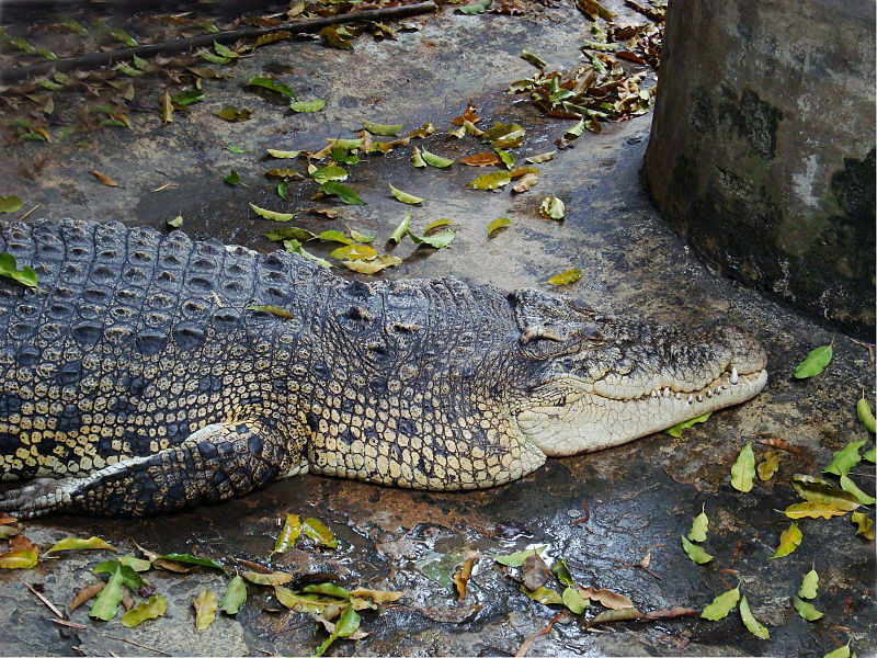 aigenerated crocodile image