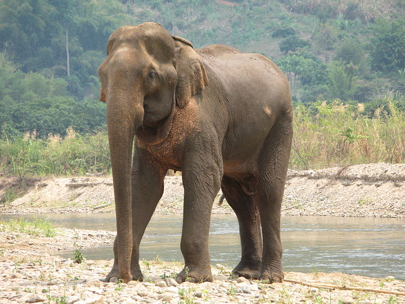 wild elephant attack
