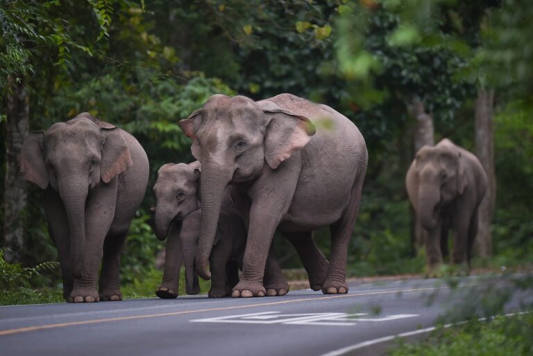 wild elephant kills