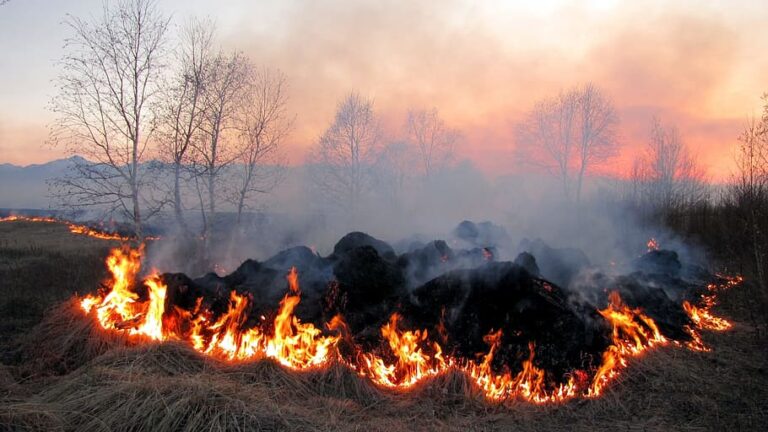 thailand incinerates tonnes