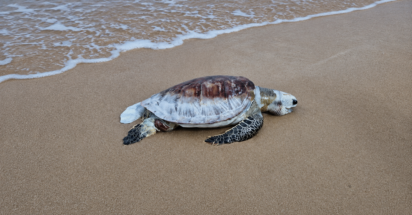 green turtle found