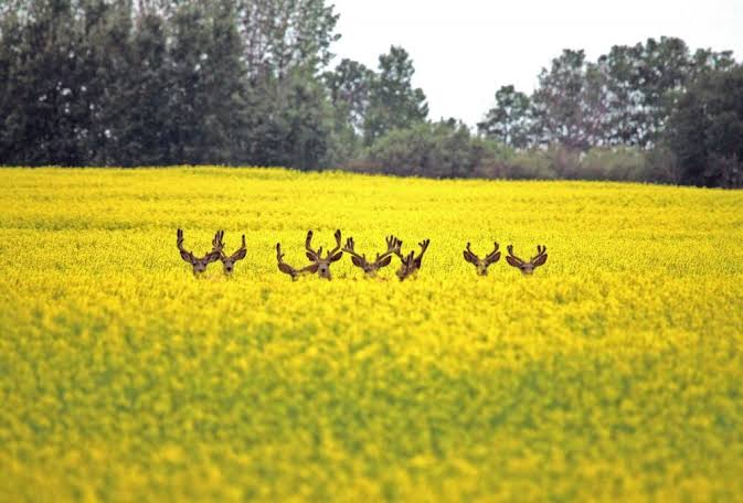 wet spring fuels