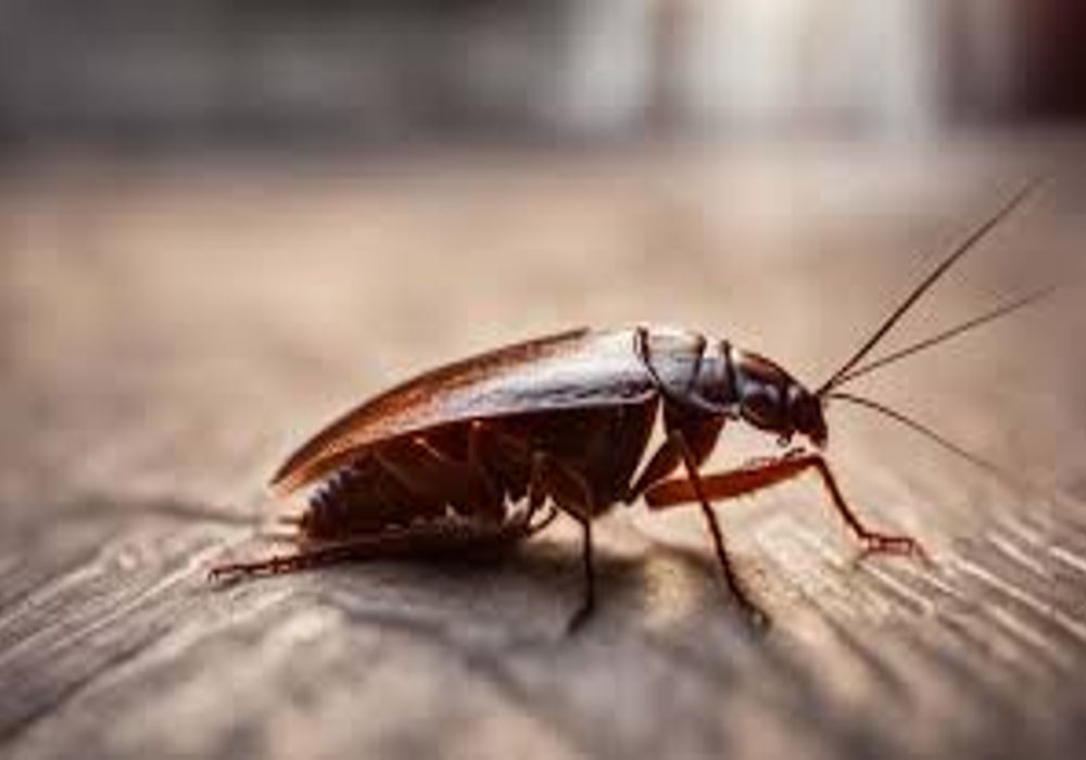 cockroaches hard remove