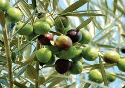pakistan8217s olive oil