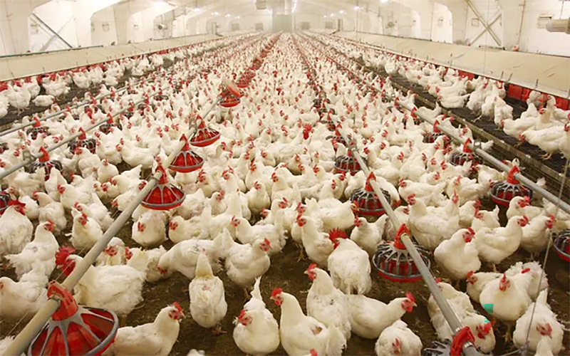 poultry industry linked