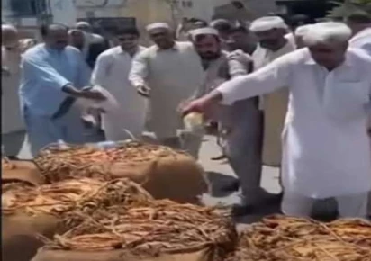swabi tobacco growers