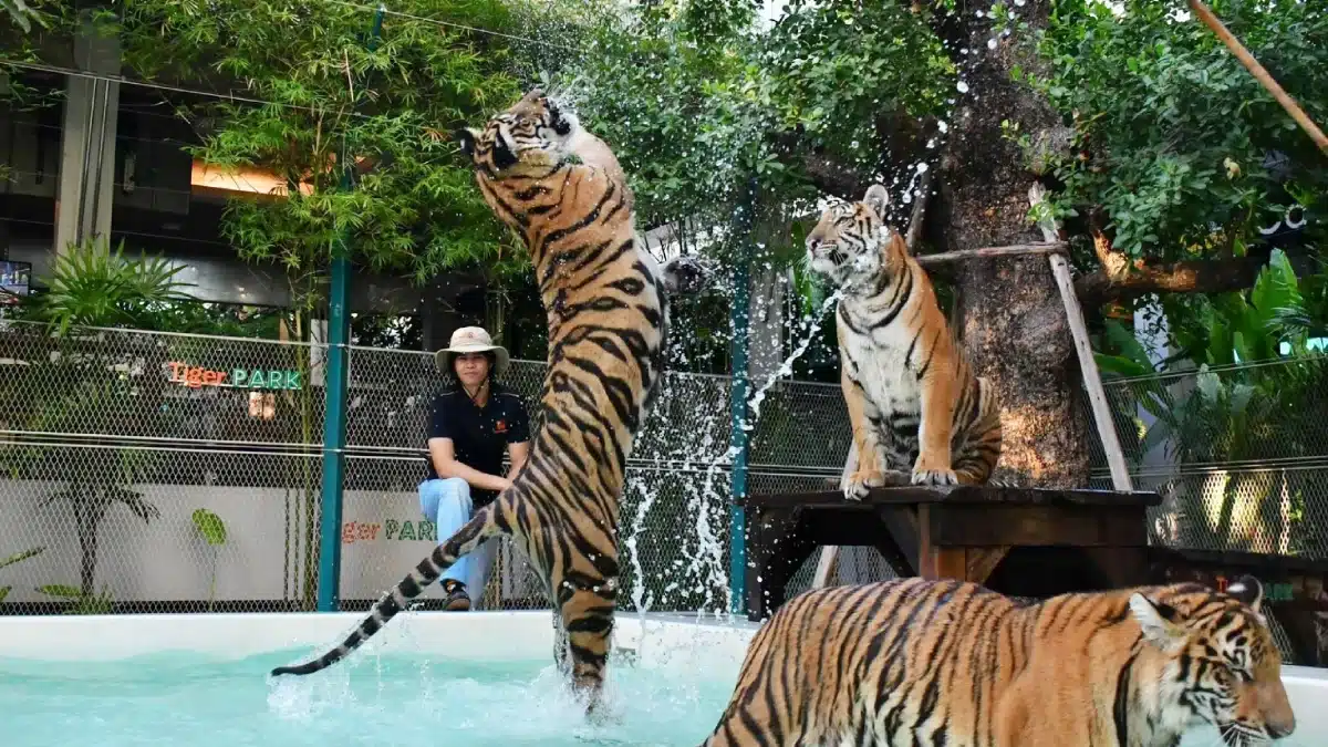 tiger park pattaya