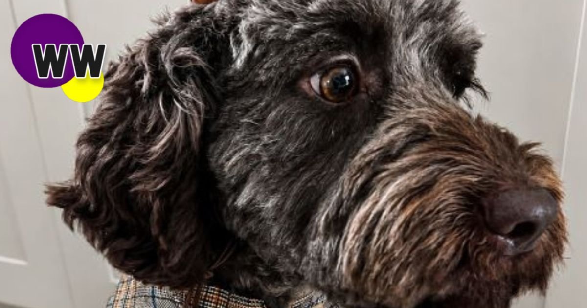 wexford dog selected
