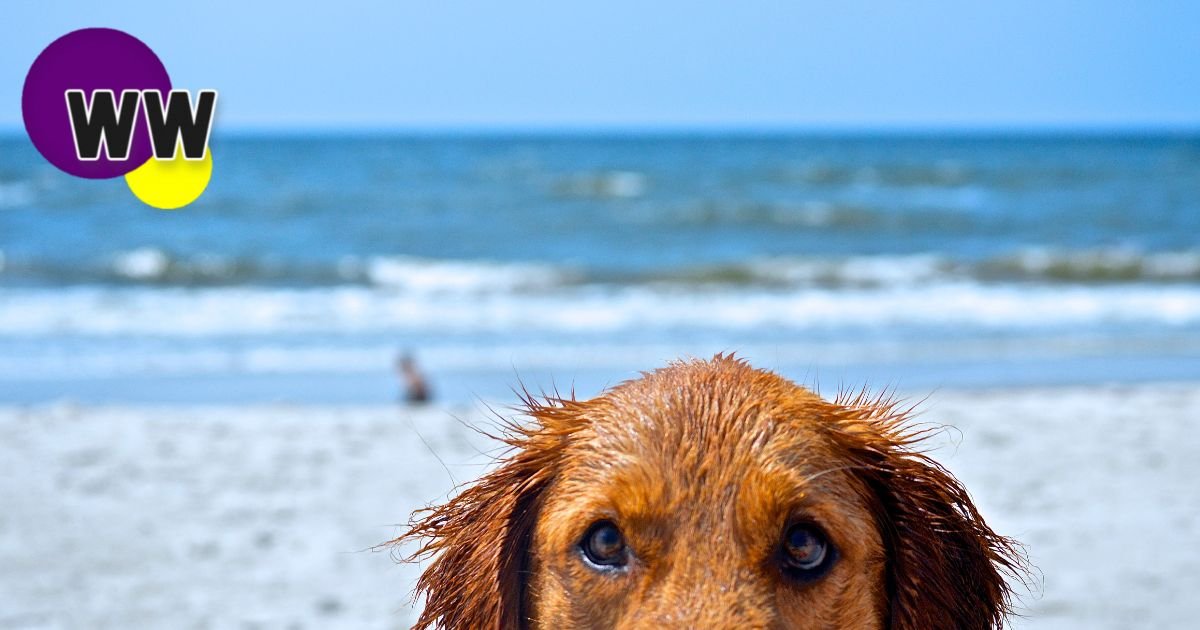heatwave conditions expected
