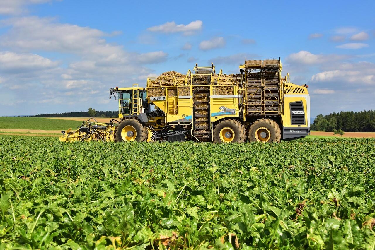 sugar beet harvesting