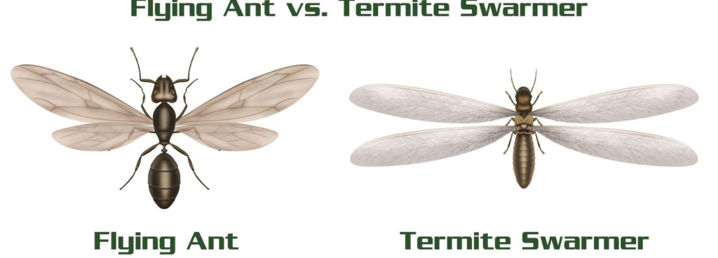 Termites Beware: Top Strategies for Termite Control in Alexandria