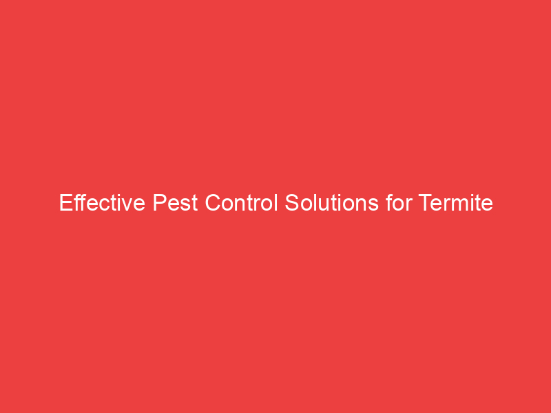 Effective Pest Control Solutions for Termite Infestations in Tucson