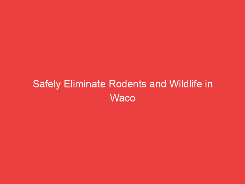 Safely Eliminate Rodents and Wildlife in Waco Texas