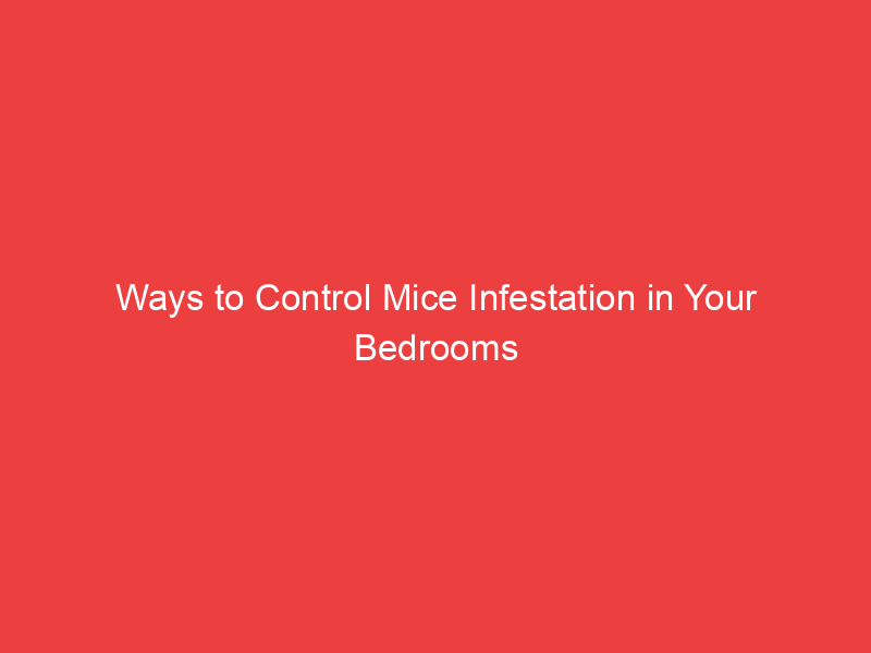 Ways to Control Mice Infestation in Your Bedrooms