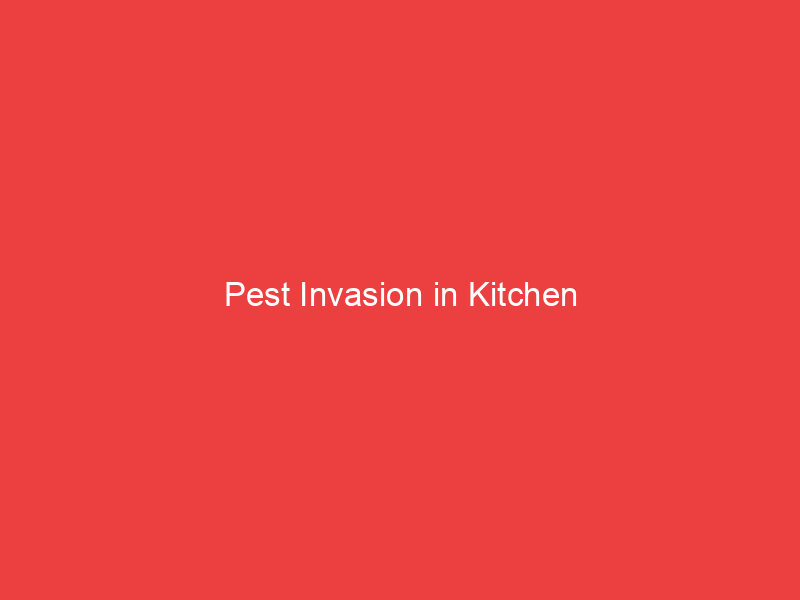 Pest Invasion in Kitchen