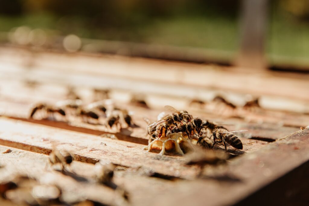 Termite control alexandria