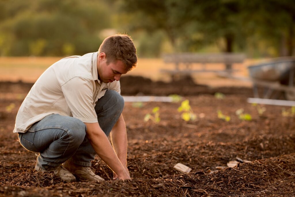 vermicompost