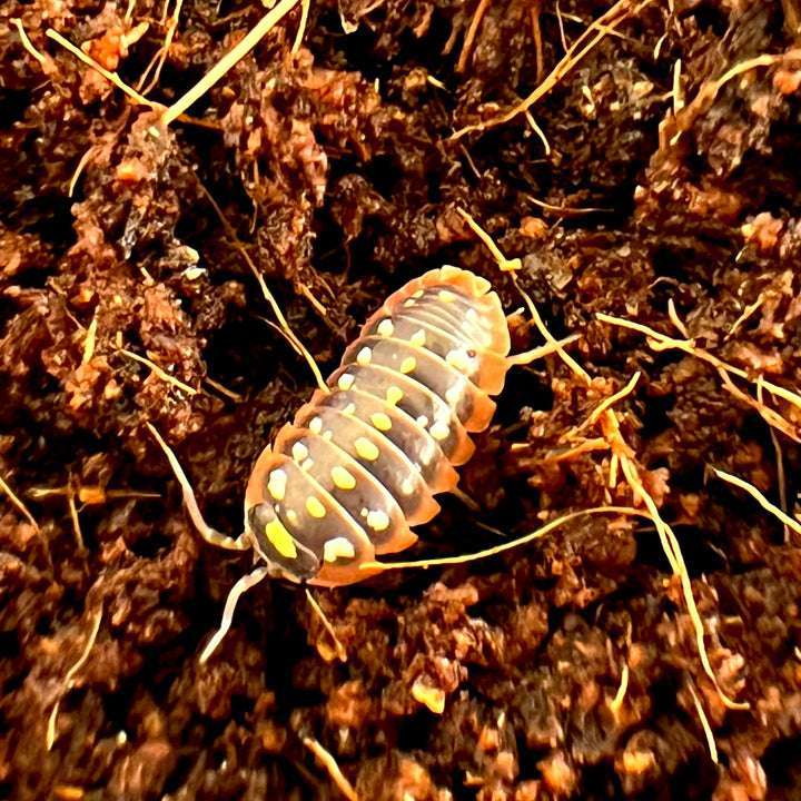 Isopods Food for Sale