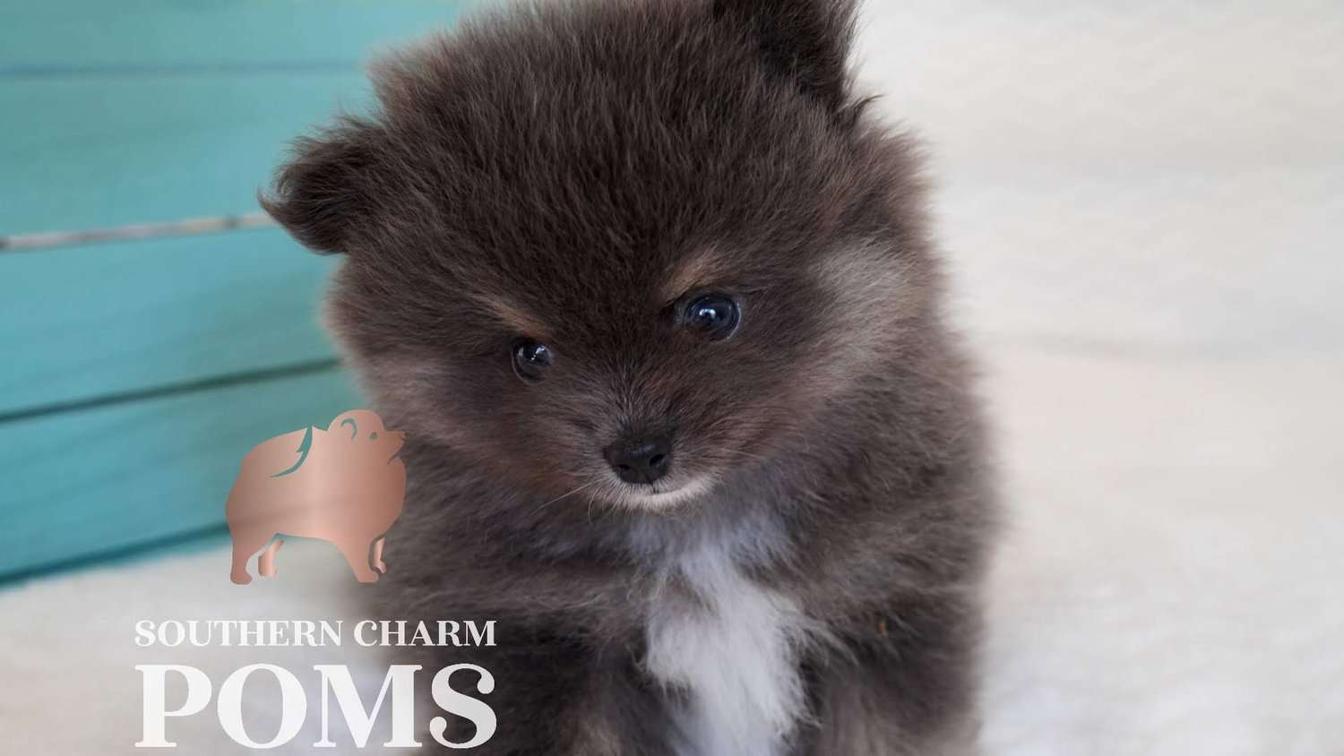 Pomeranian Dog Pups