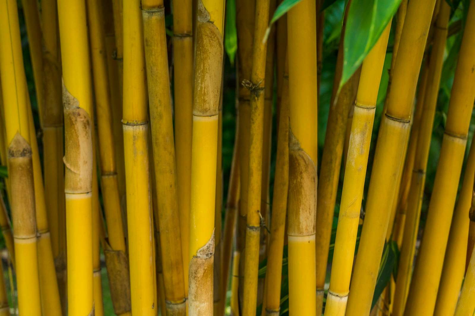 Bamboo Decking