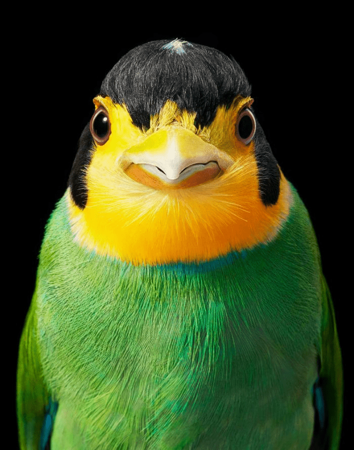 Longtail Broadbill Longtail Broadbill
