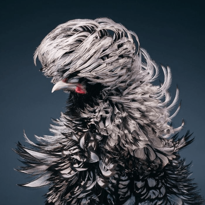 Silver-Laced Rooster