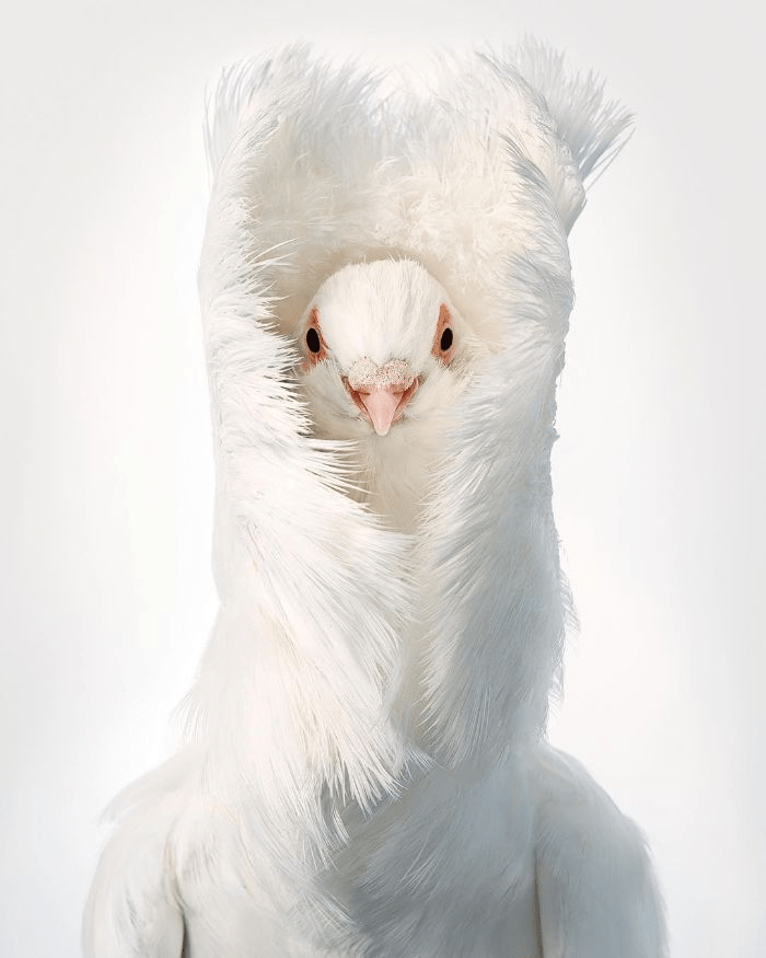 Jacobin Pigeon Jacobin Pigeon