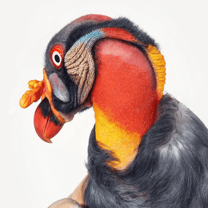 King Vulture