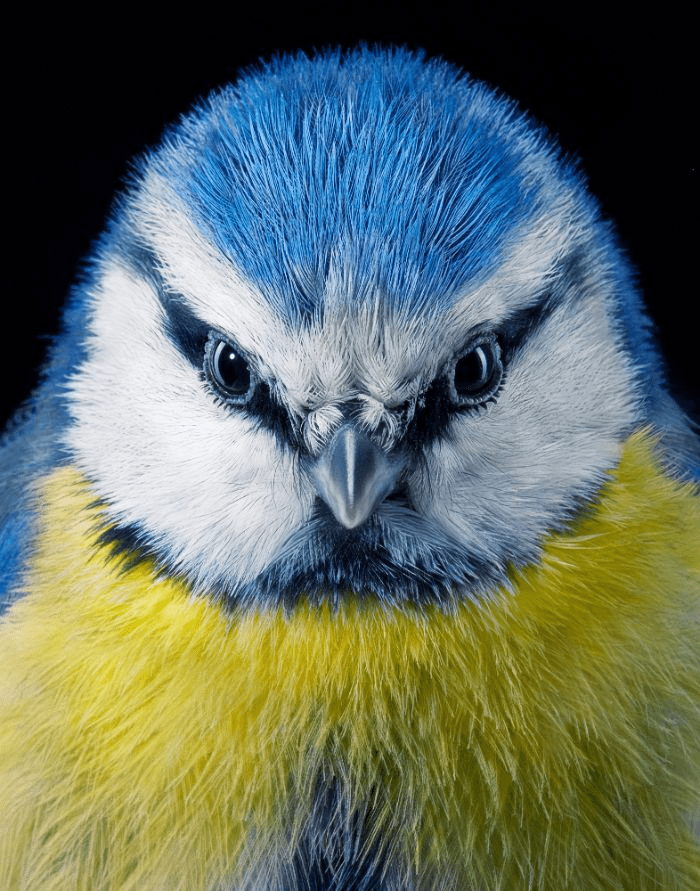 25 صورة مذهلة للطيور النادرة والمهددة بالانقراض, blue tit