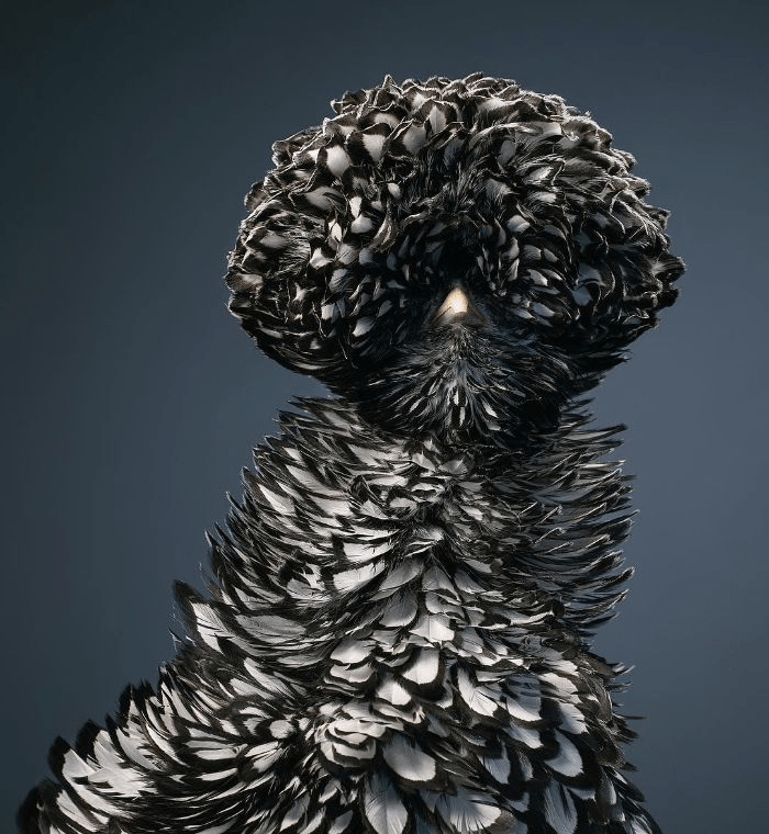 Silver Laced Polish Chicken Silver Laced Polish Chicken