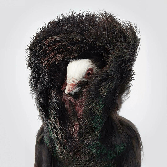 Black Jacobin Pigeon Black Jacobin Pigeon