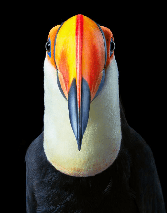 Toco Toucan Toco Toucan
