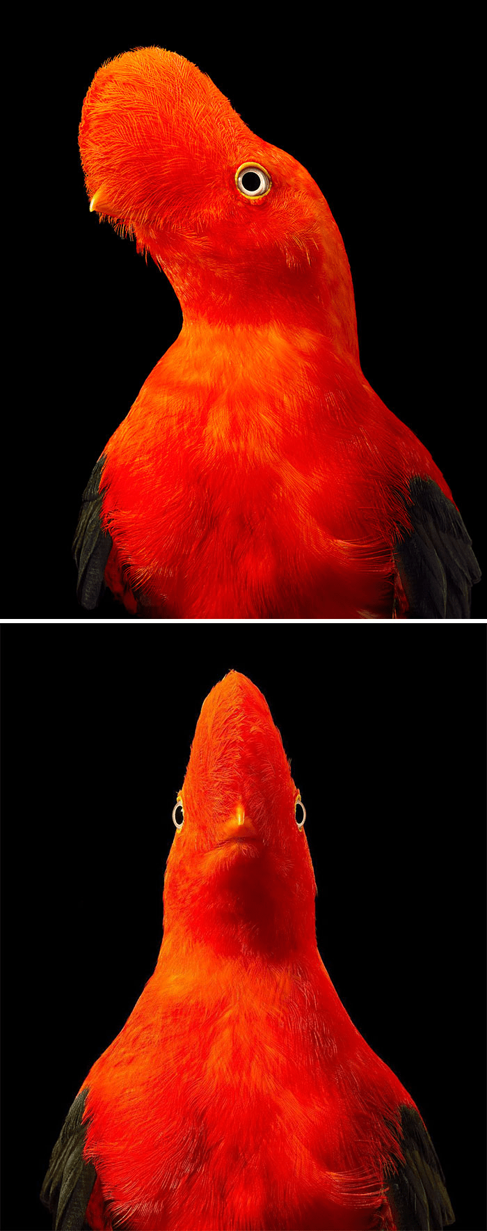 Andean Cock Of The Rock Andean Cock Of The Rock
