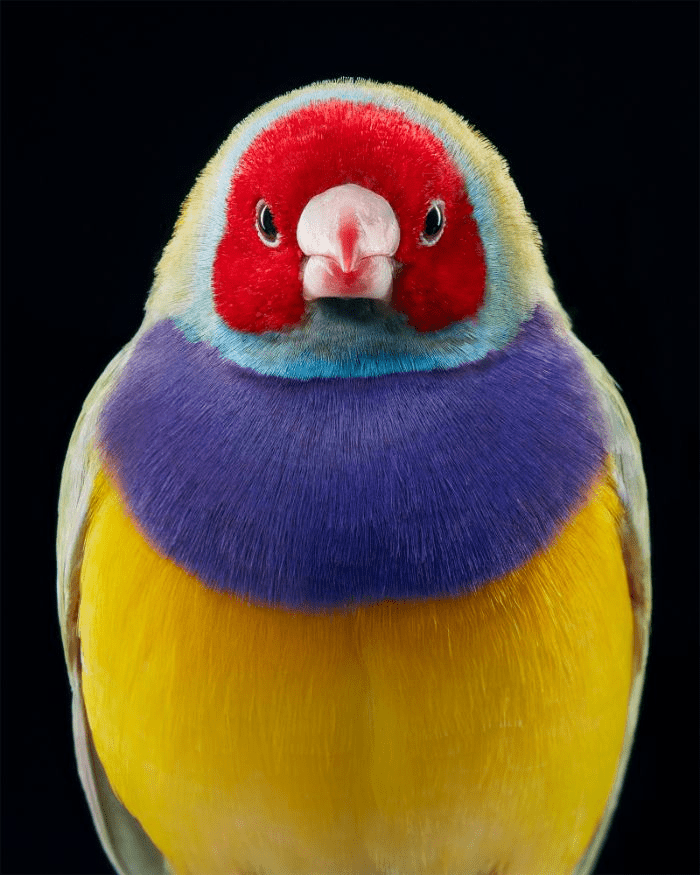 Gouldian Finch