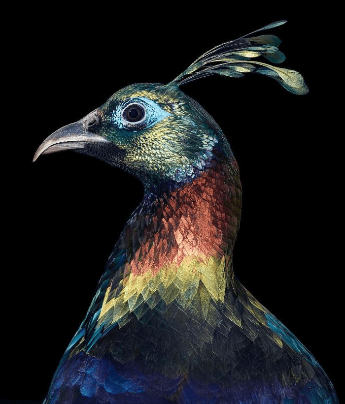 Himalayan Monal Himalayan Monal, 25 صورة مذهلة للطيور النادرة والمهددة بالانقراض