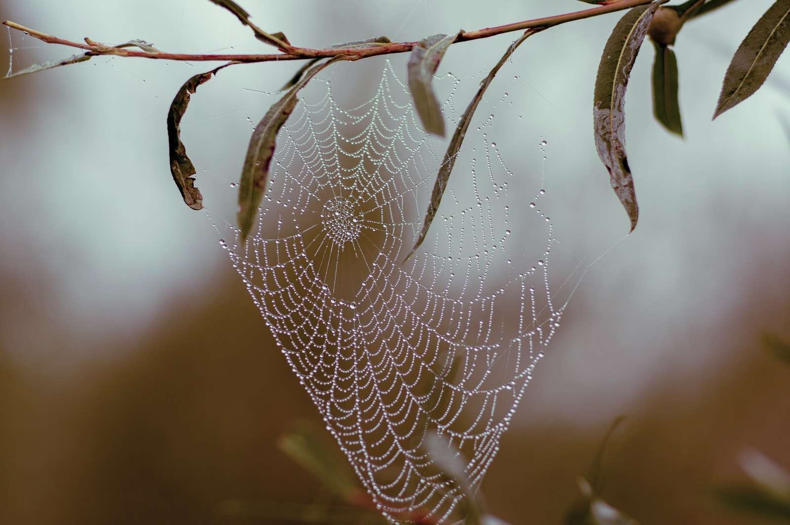 Best Deep Search Engines to Explore the Invisible Web