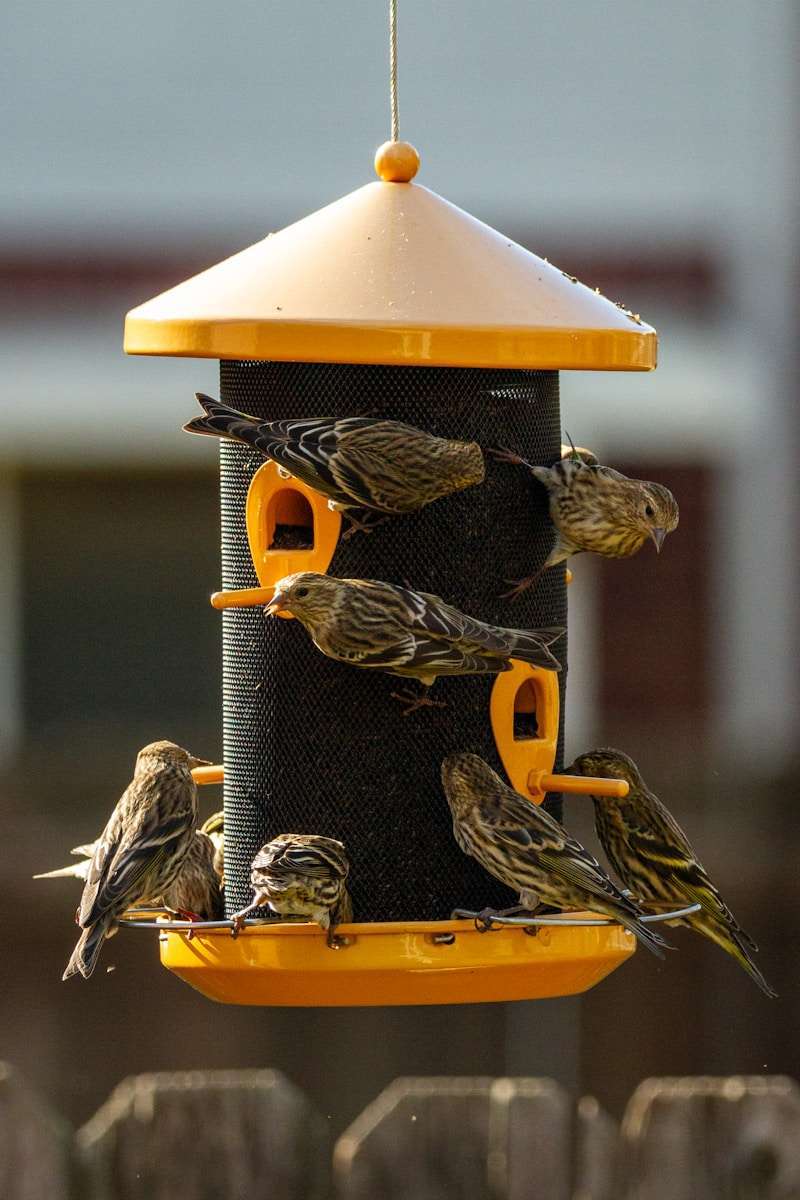 bird feeder