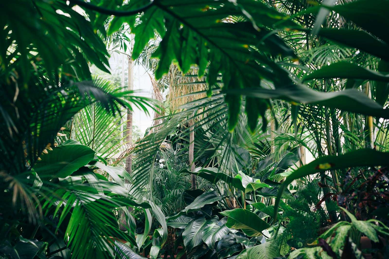 Plants Near Me – A Guide to Cultivating Your Green Oasis