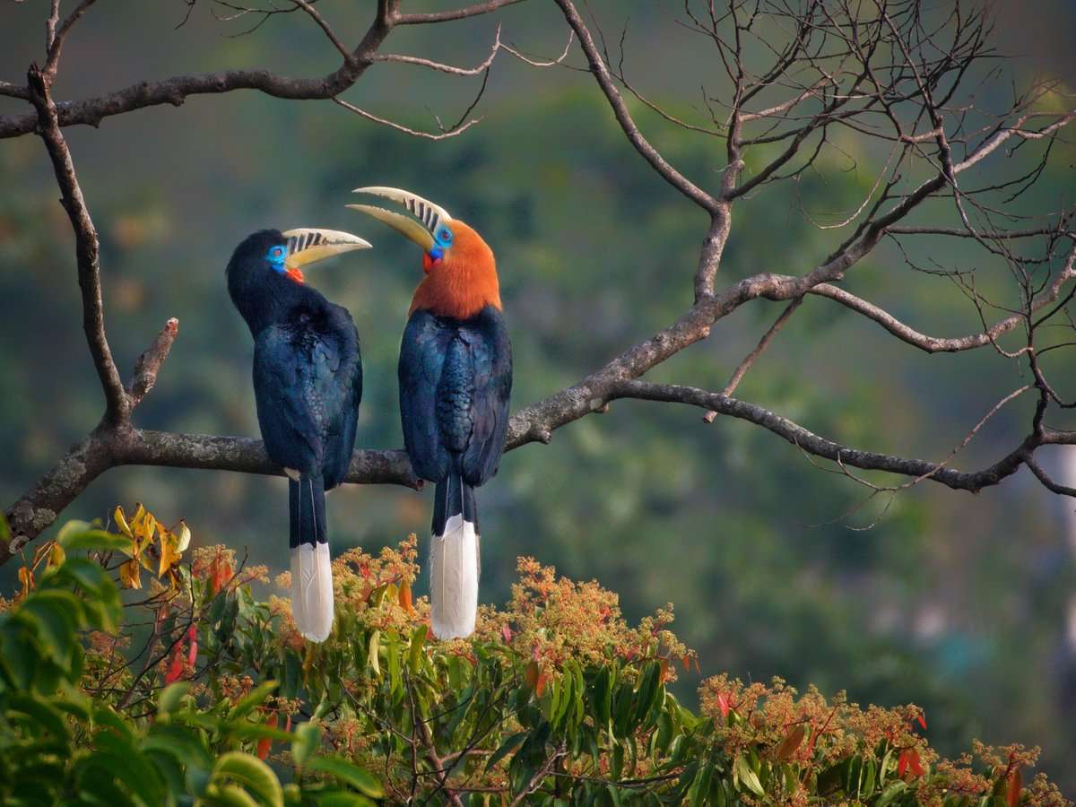 The Beauty of the Rufous Necked Hornbill