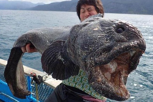 Fisherman reels in SUPER FISH off the coast of Japan