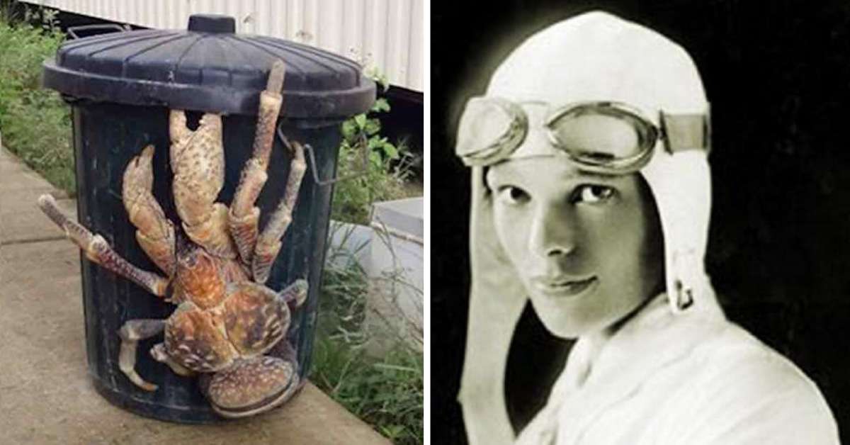 Meet The World Largest Land Crab