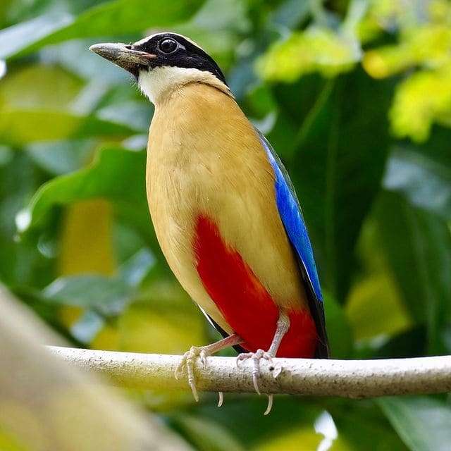 Pitta