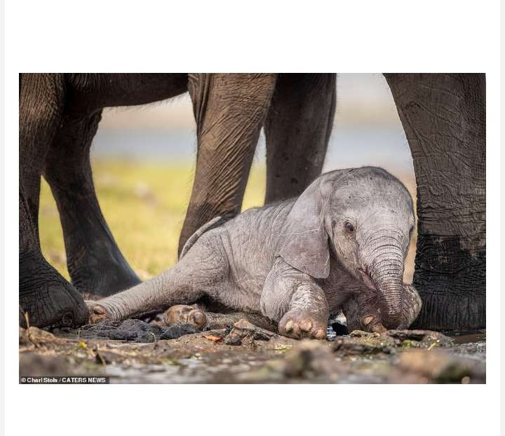 Watch as a Devoted Mother Elephant Tenderly Guides Her Newborn Calf through Precious First Steps
