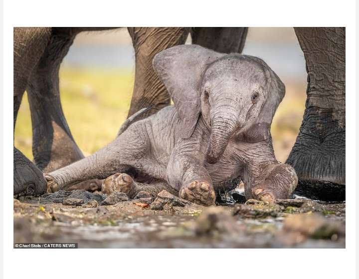 Watch as a Devoted Mother Elephant Tenderly Guides Her Newborn Calf through Precious First Steps