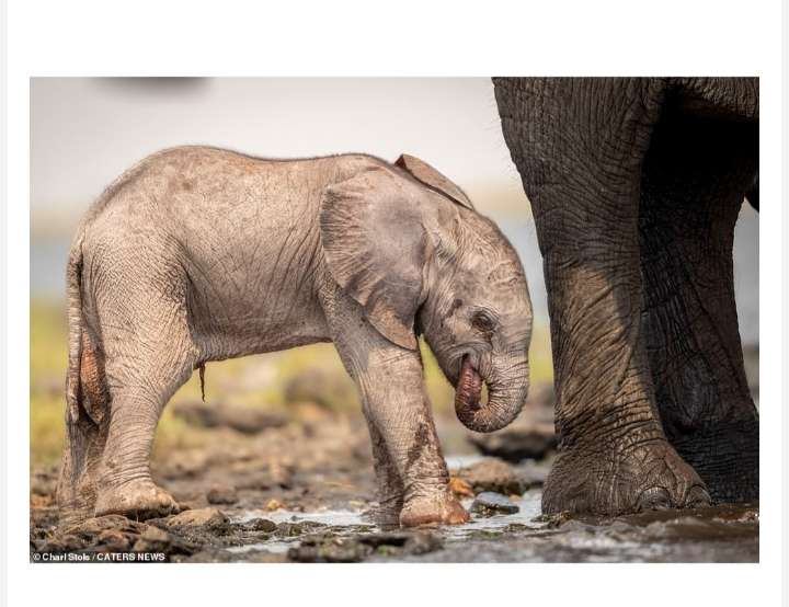 Watch as a Devoted Mother Elephant Tenderly Guides Her Newborn Calf through Precious First Steps