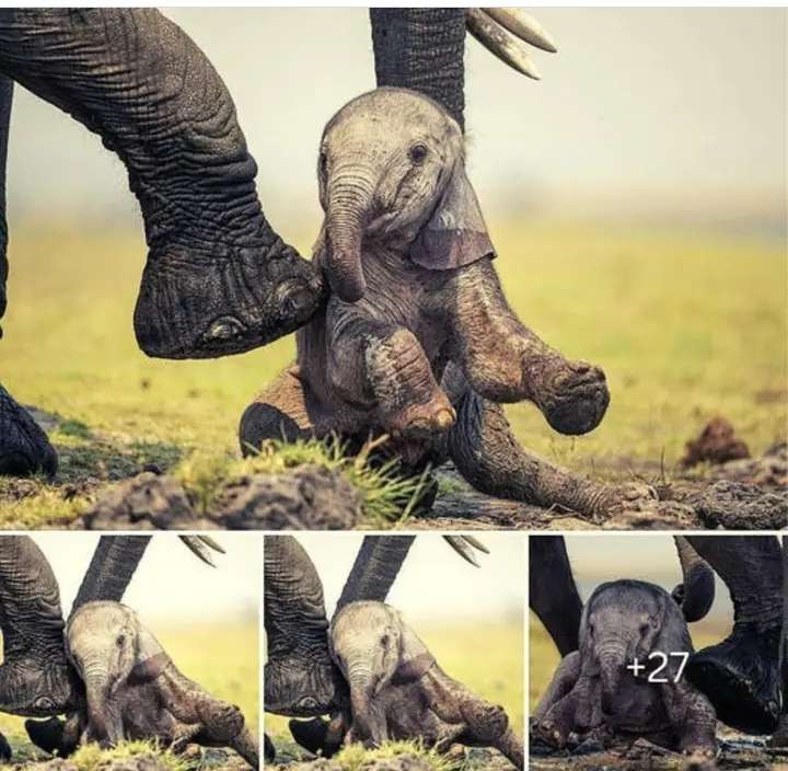 Watch as a Devoted Mother Elephant Tenderly Guides Her Newborn Calf through Precious First Steps