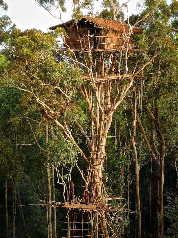 The Amazing Tree Houses of the Korowai Tribe