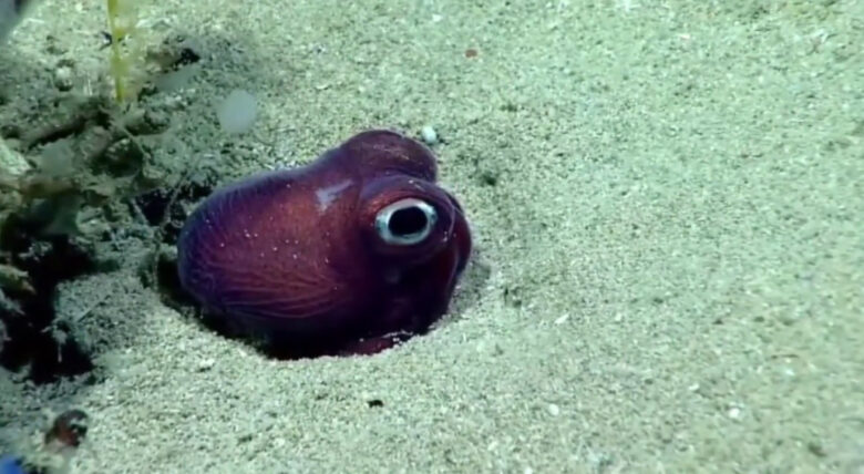 stubby squid