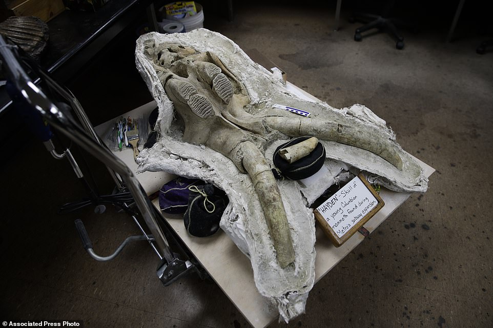 1888734 5166543 A skull of a young Columbian mammoth found at the construction s a 4 1513009565800.jpg